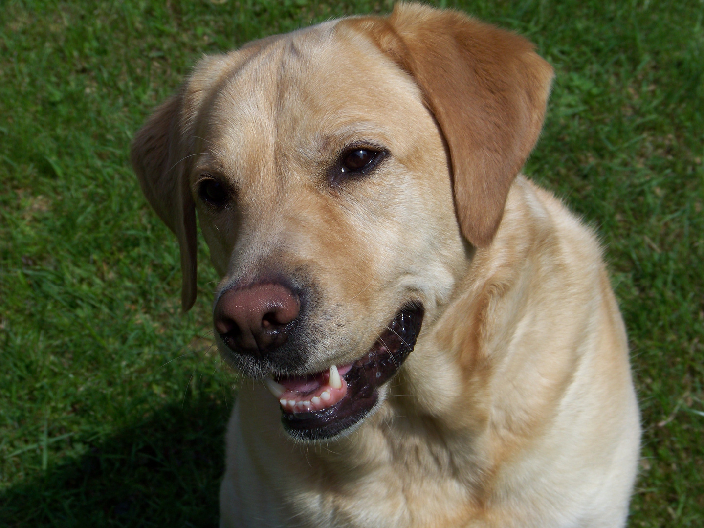 ein schöner Hund