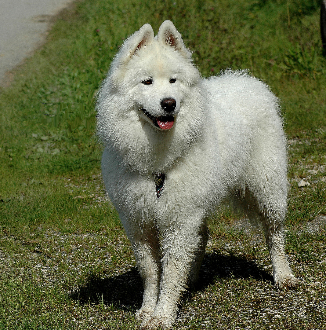 Ein schöner Hund .... Rasse ??