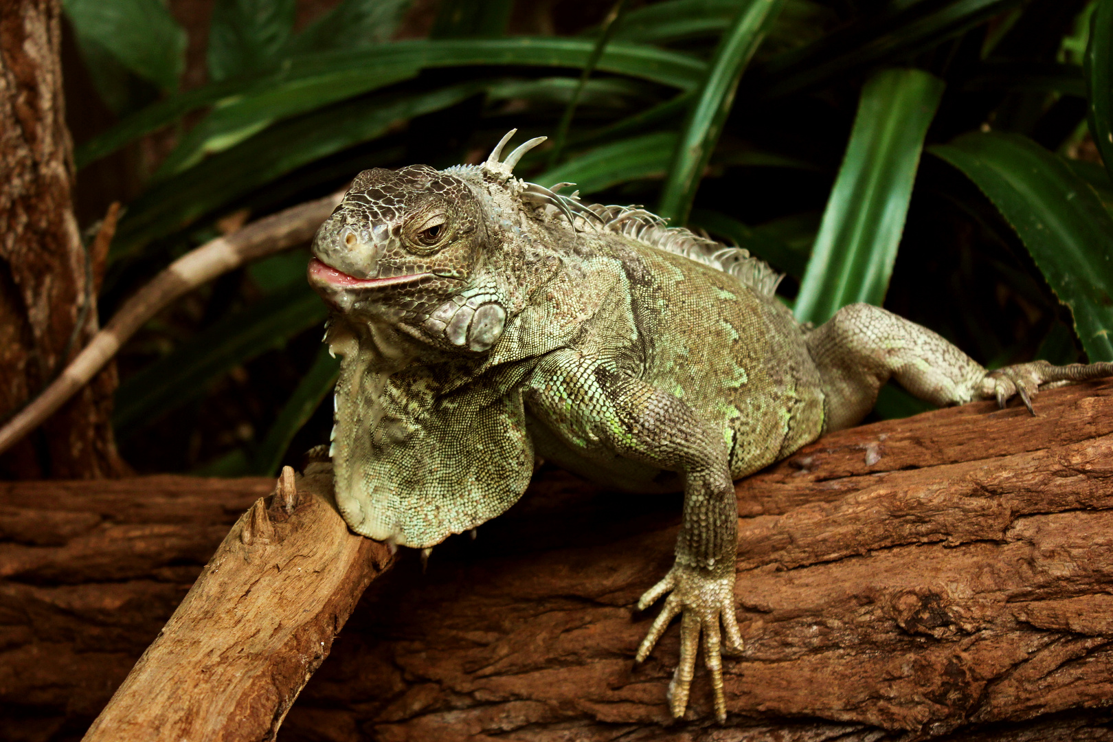 Ein schöner Iguana Iguana!