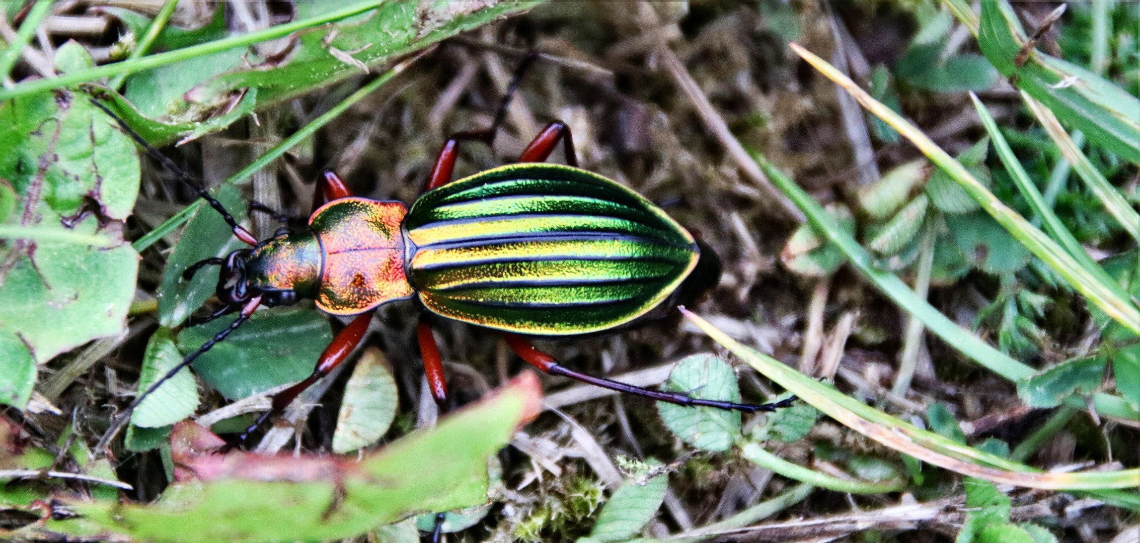 Ein schöner Käfer