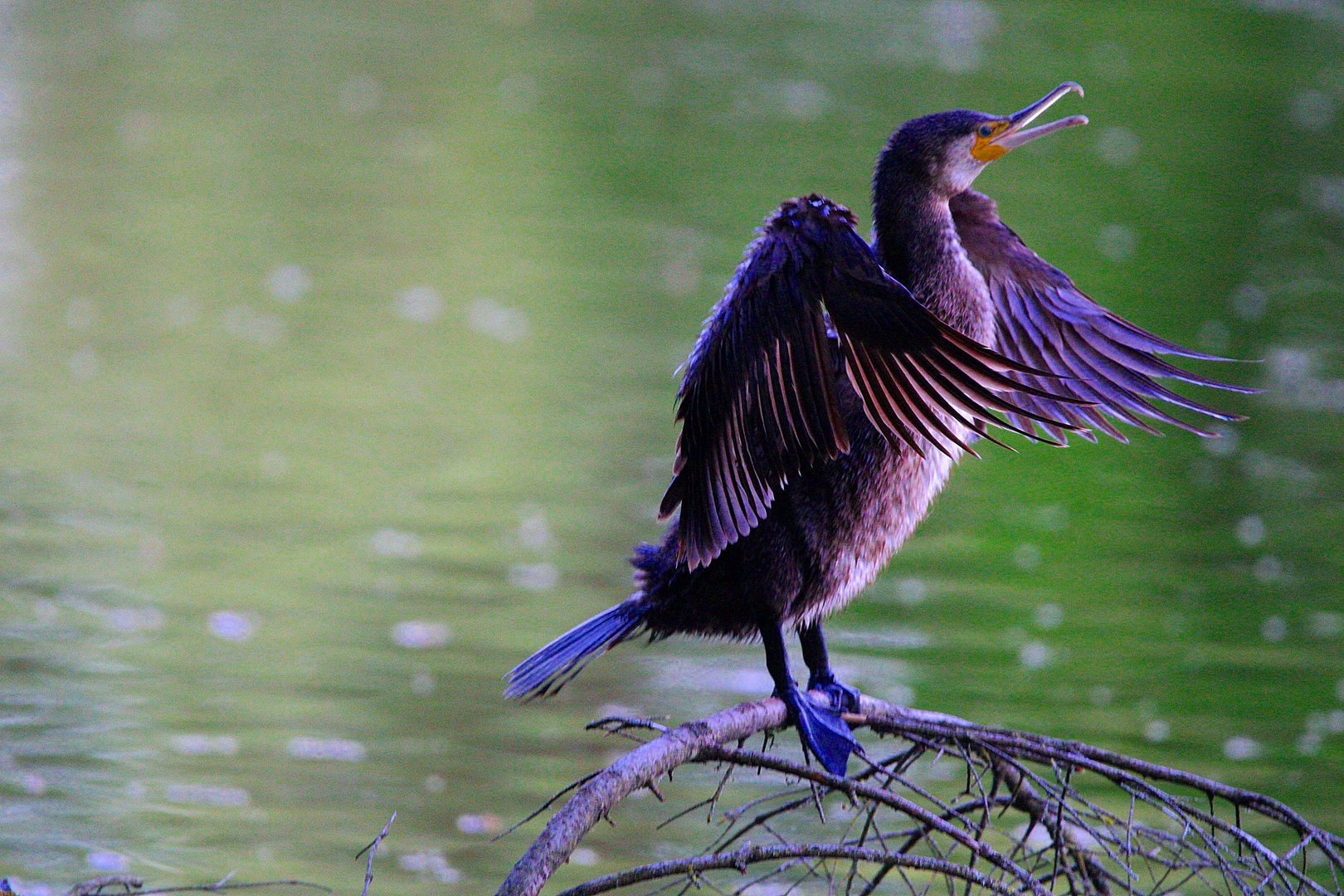 Ein schöner Kormoran...