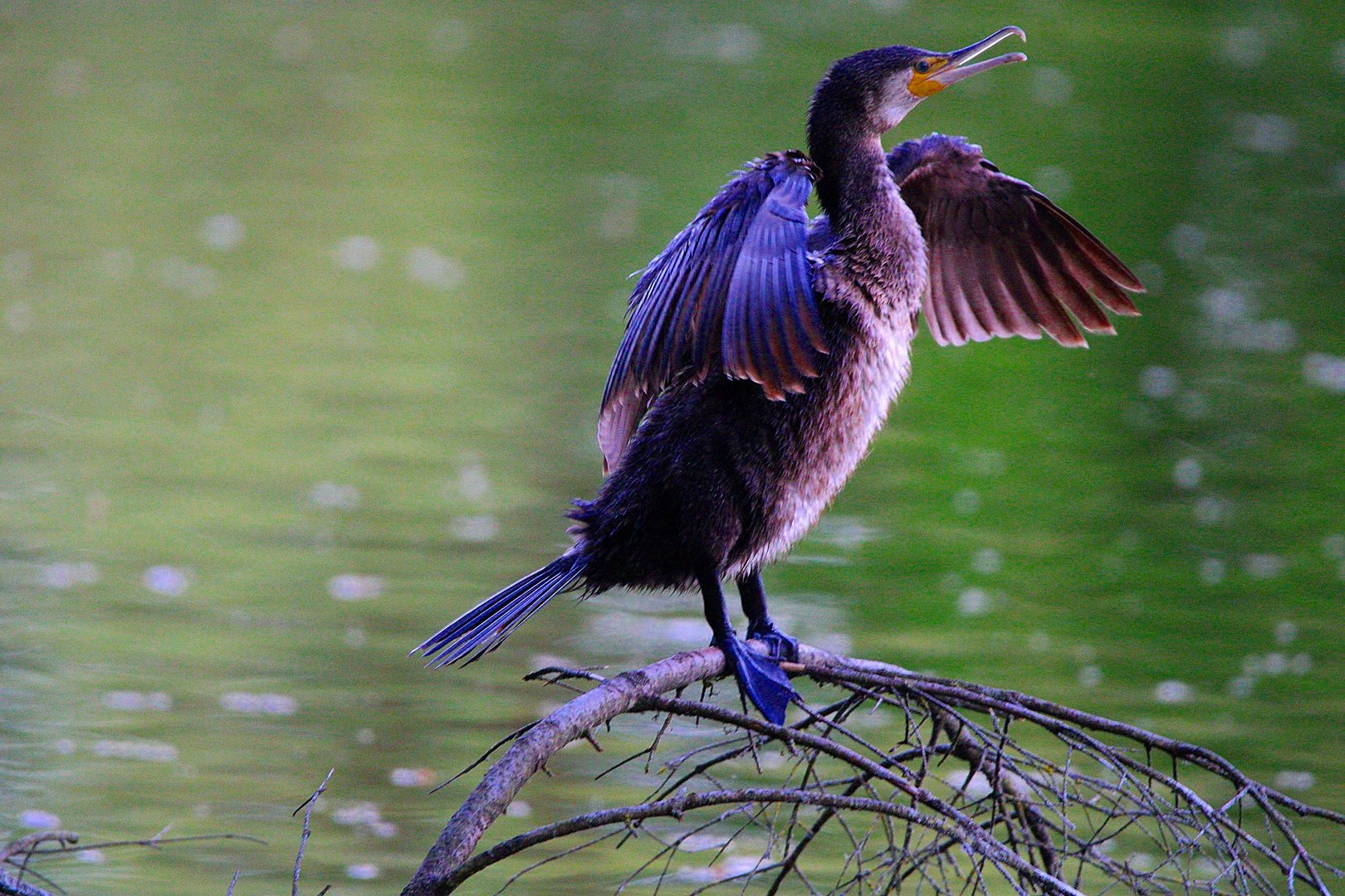 Ein schöner Kormoran...