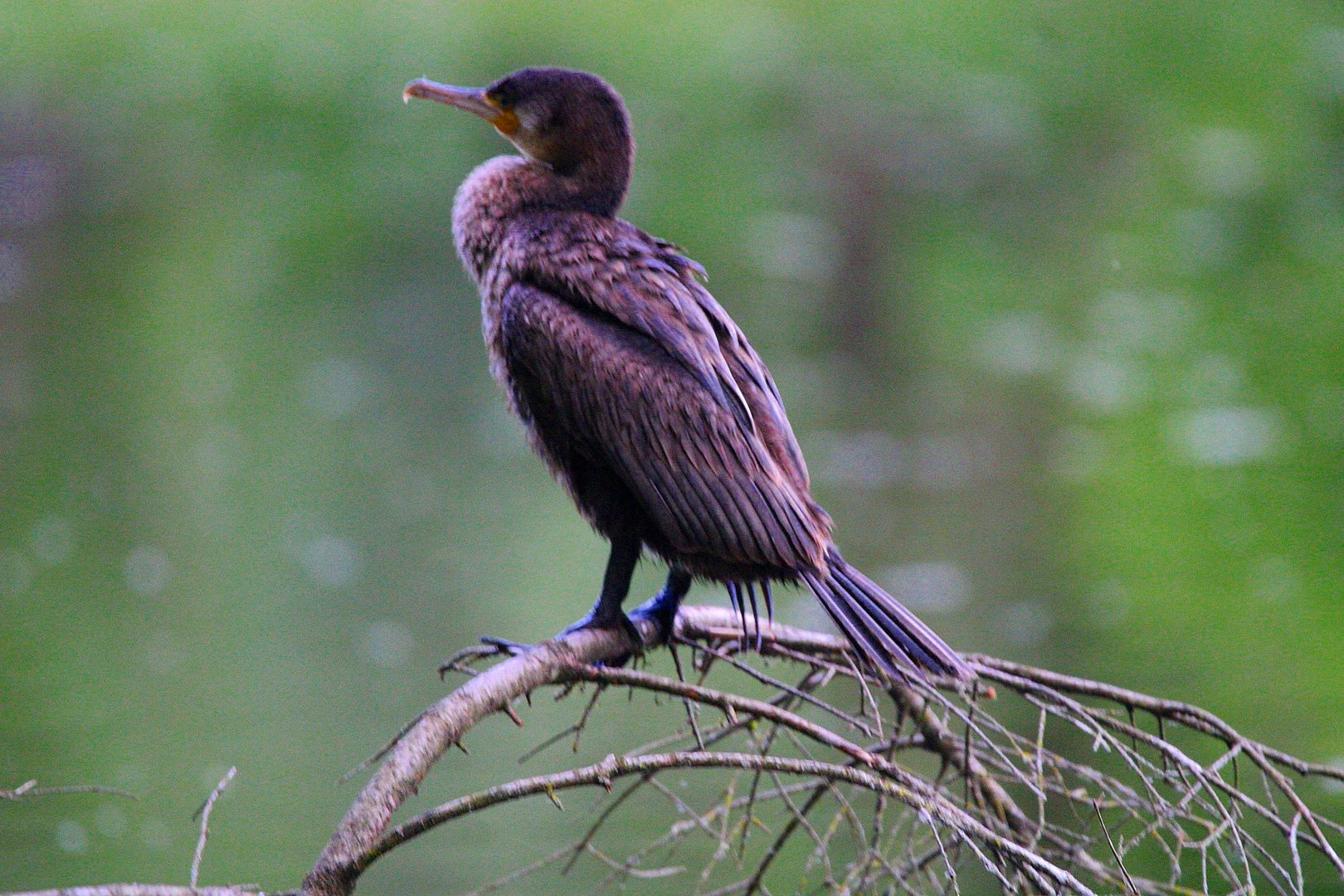 Ein schöner Kormoran...