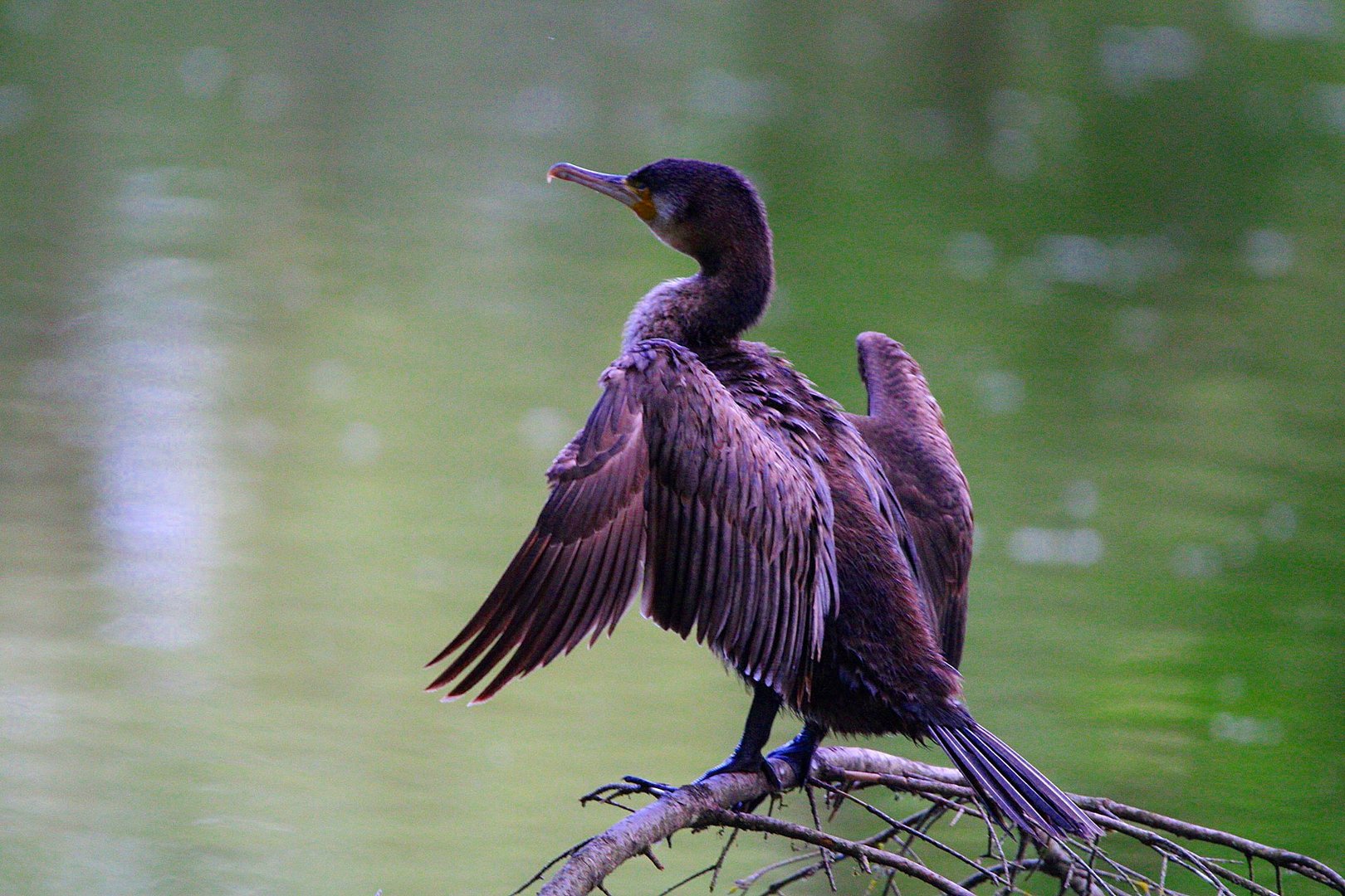 Ein schöner Kormoran...