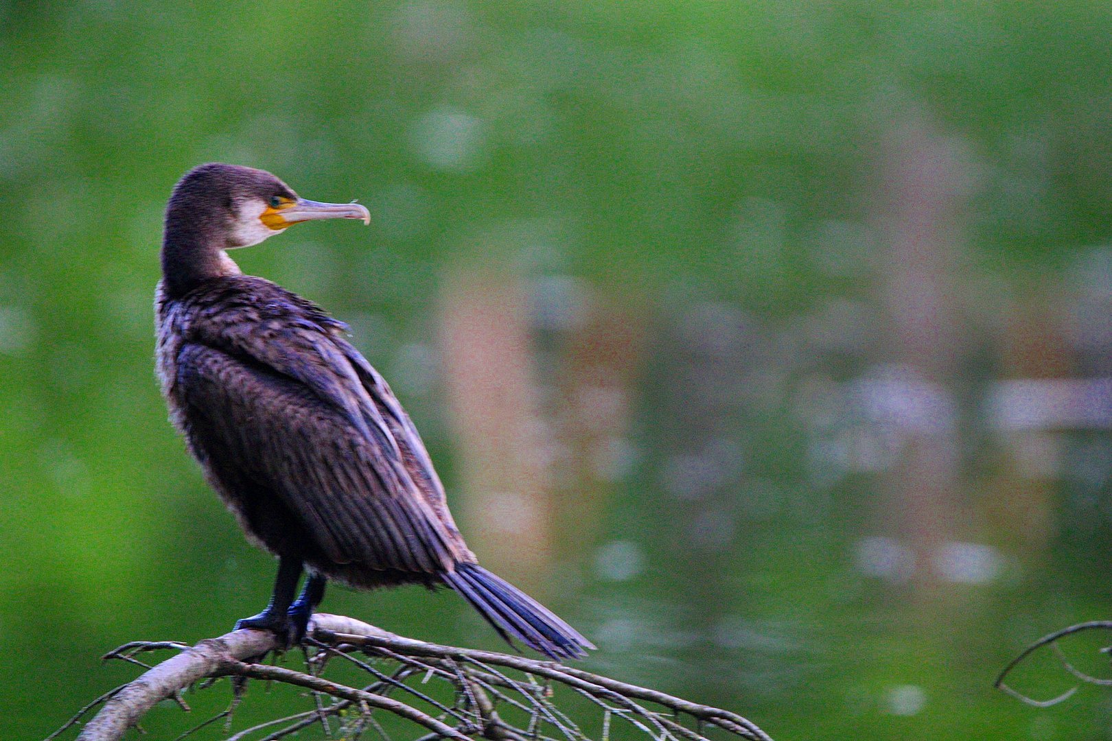 Ein schöner Kormoran...