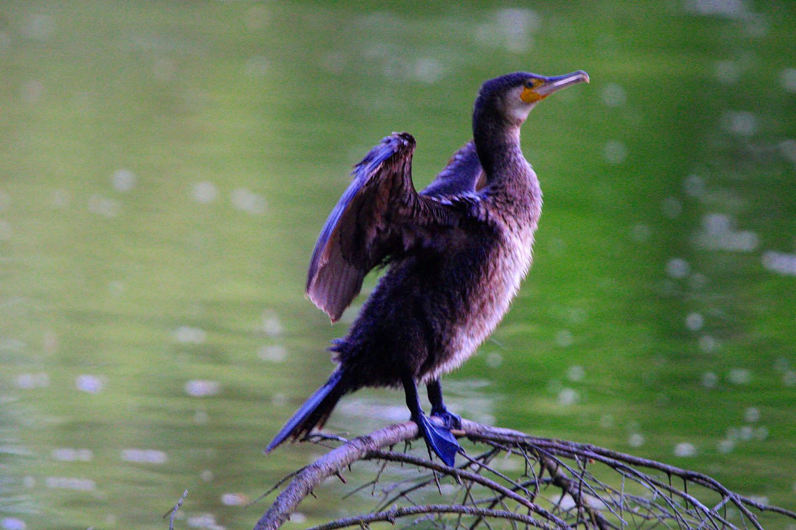 Ein schöner Kormoran...