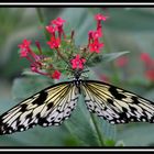 Ein schöner Lepidoptera