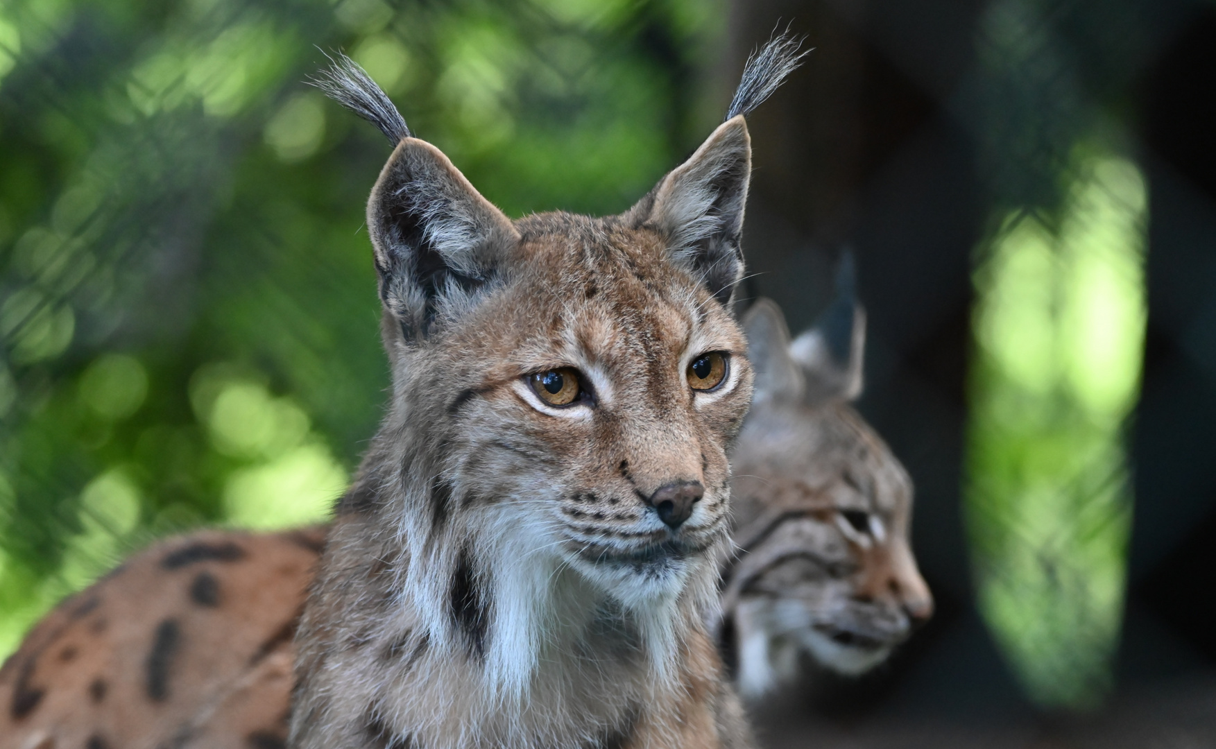 Ein schöner Luchs