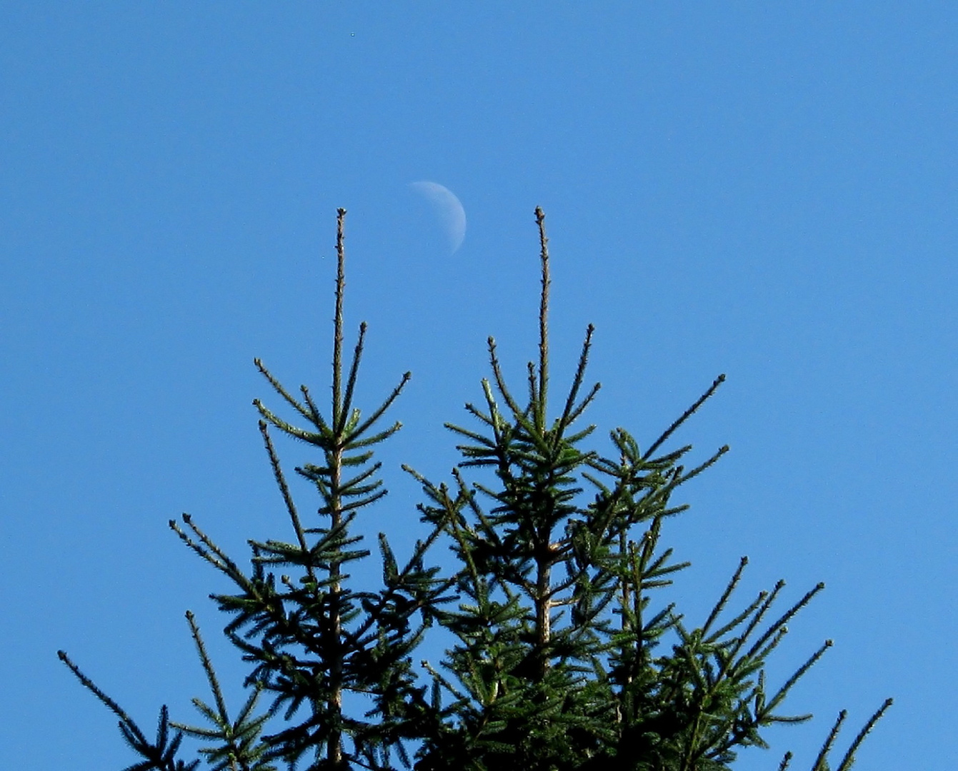 Ein schöner Mond.....