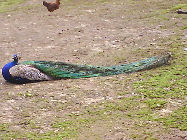 Ein schöner Pfau