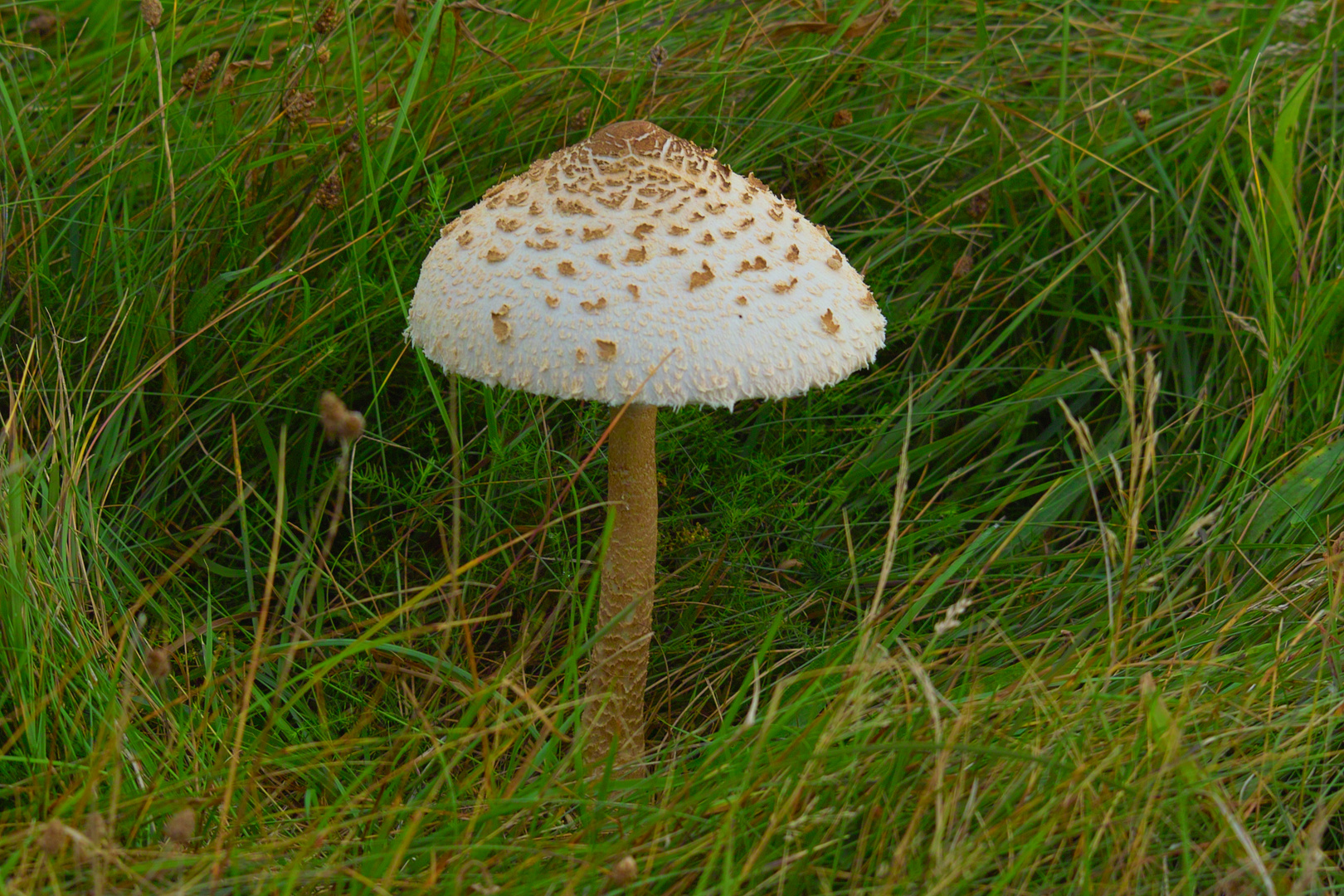 Ein schöner Pilz erhebt sich aus dem Gras.(Schirmdurchmesser ca.15 cm )