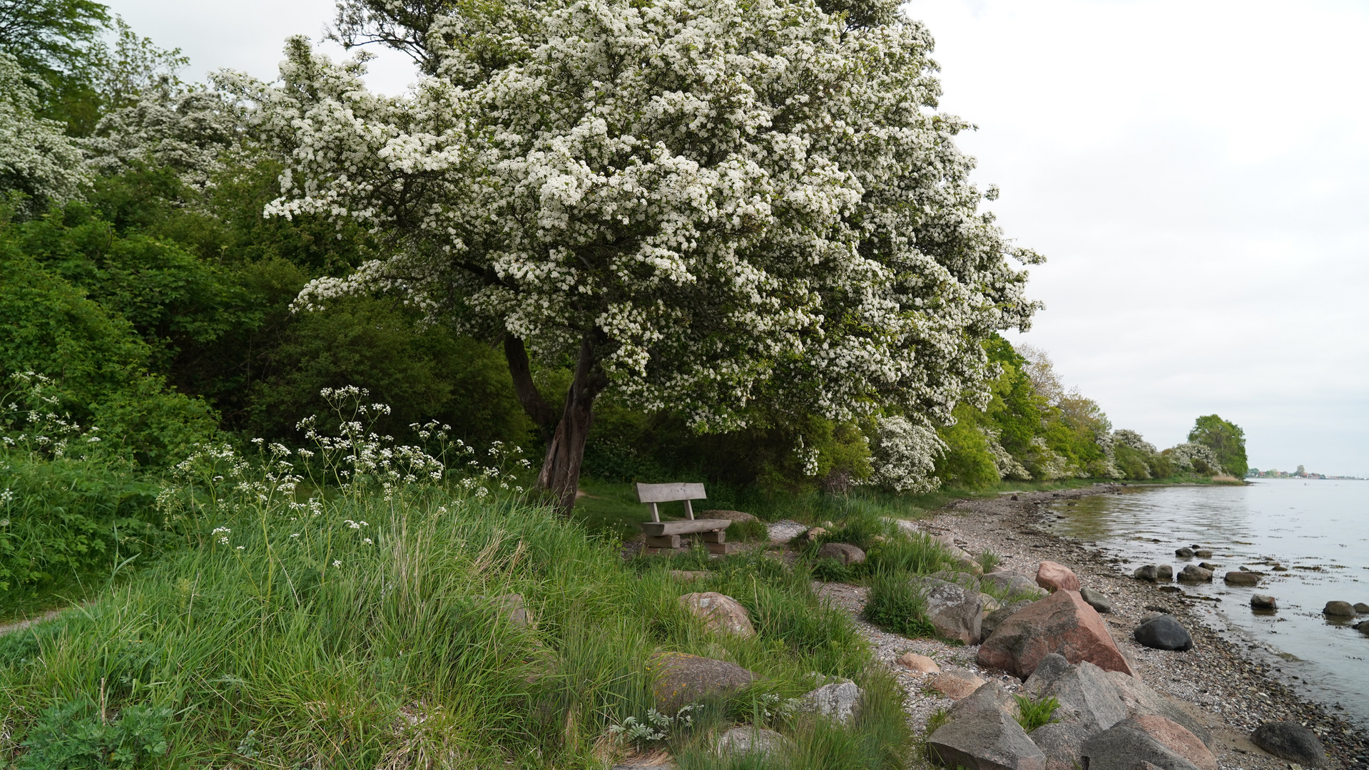 Ein schöner Platz am Ufer der Schlei 2