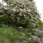 Ein schöner Platz am Ufer der Schlei 2