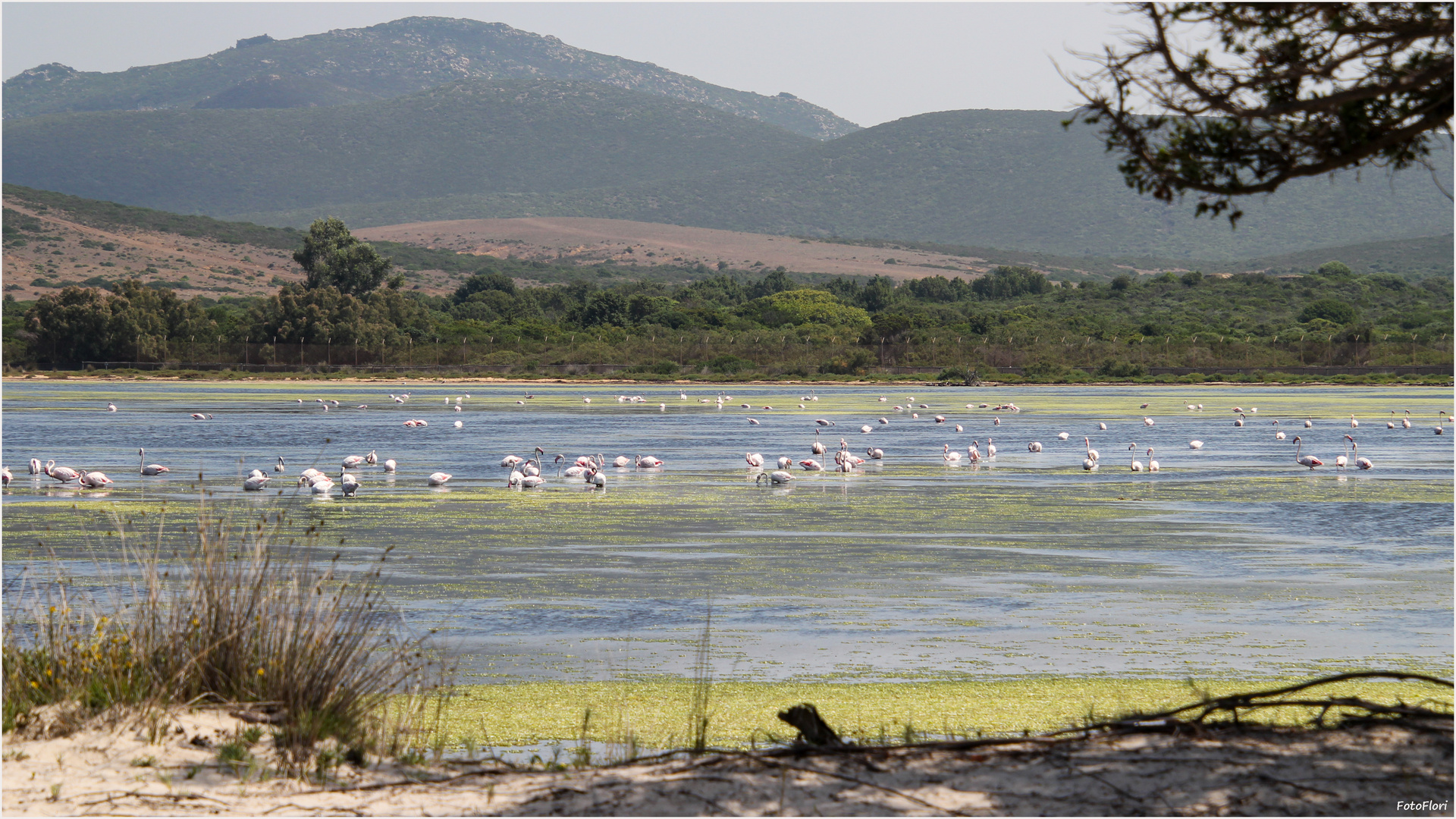 Ein schöner Platz für die Flamingos