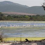 Ein schöner Platz für die Flamingos