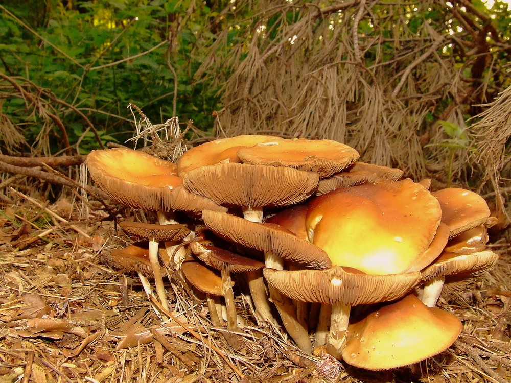 Ein schöner Platz im Wald