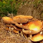 Ein schöner Platz im Wald