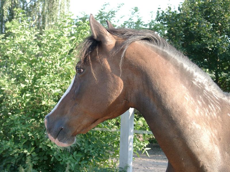 Ein schöner Ponykopf