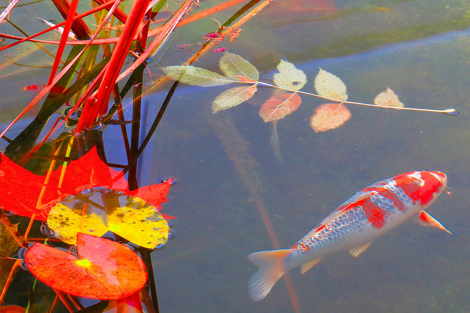 Ein schöner Qoi  Zierkarpfen in einem Gartenteich