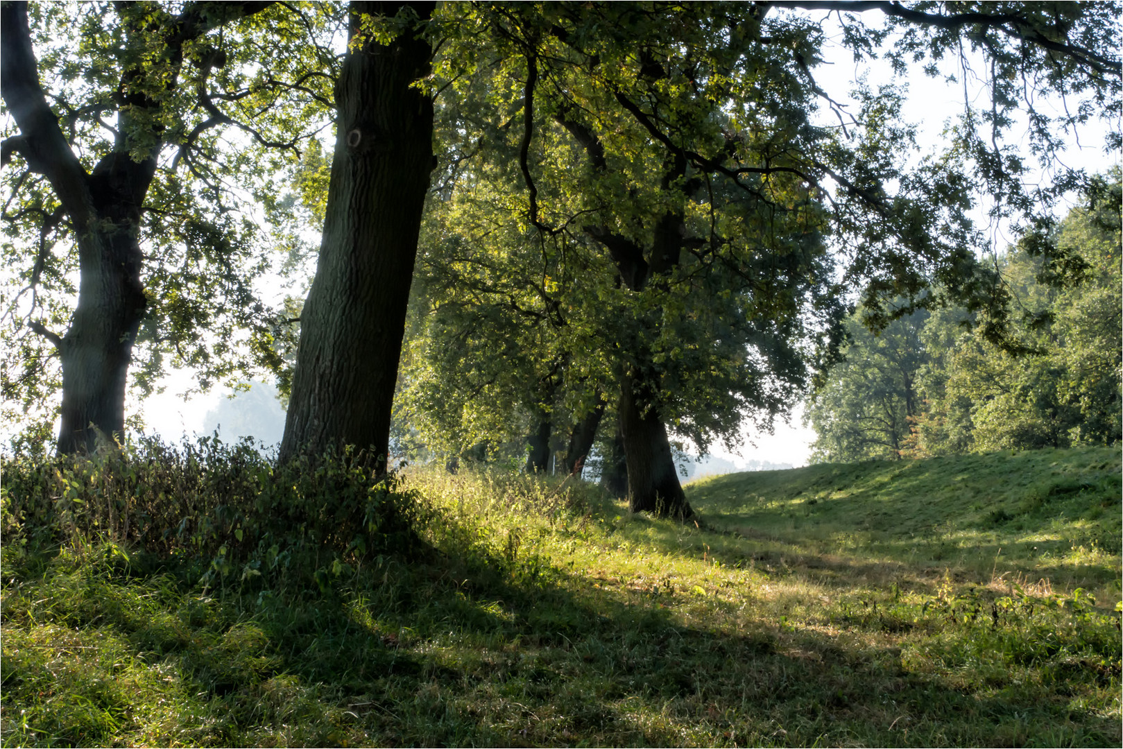 Ein schöner Radweg führt an der Oder lang.