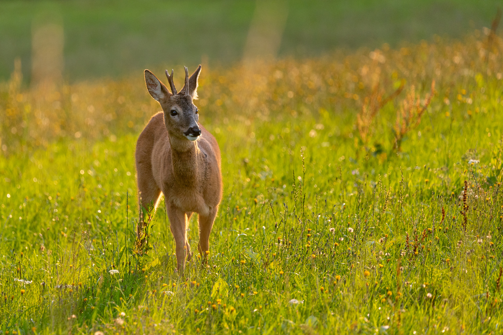 Ein schöner Rehbock in der goldenen Stunde 