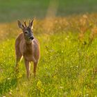 Ein schöner Rehbock in der goldenen Stunde 