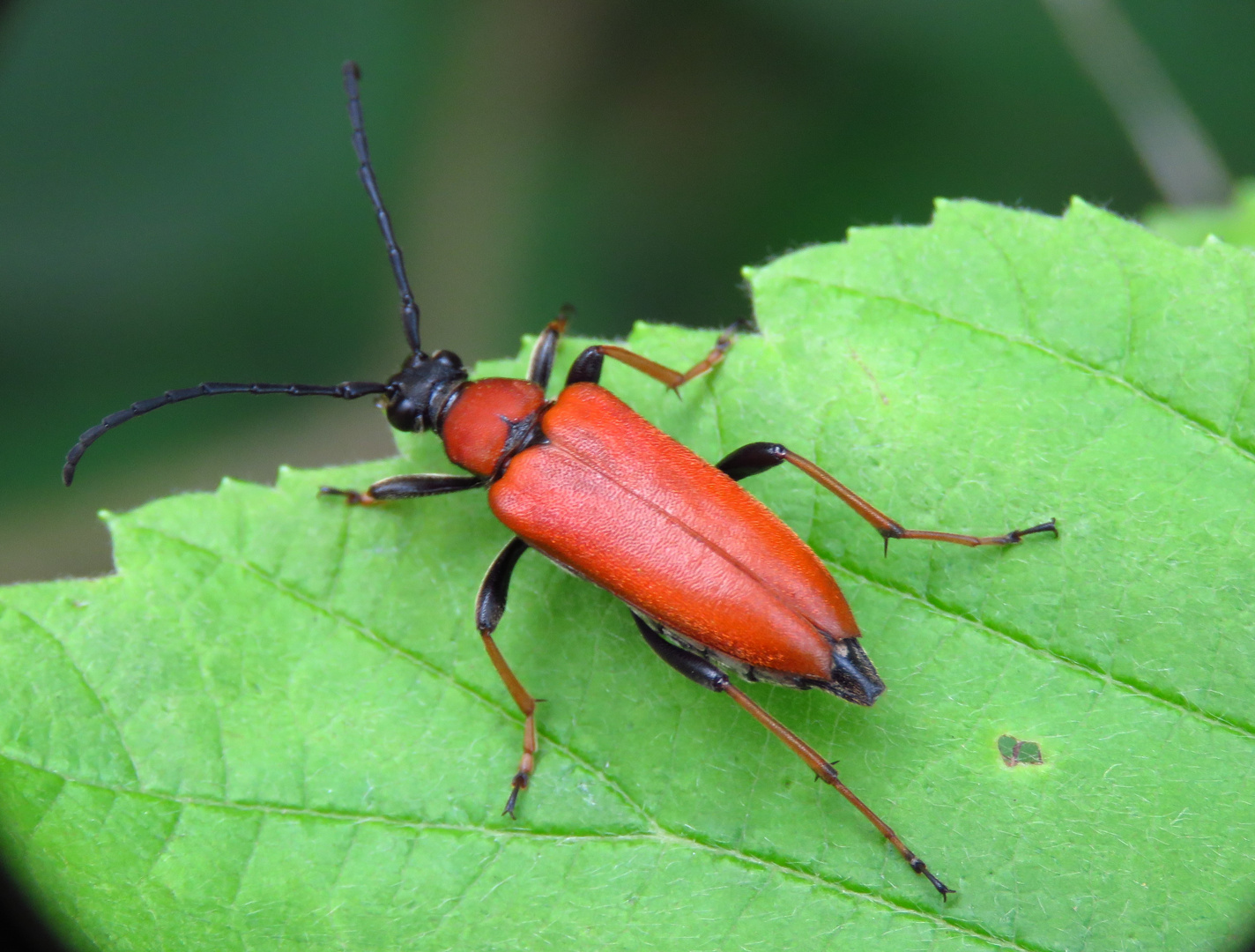 Ein schöner Roter Halsbock