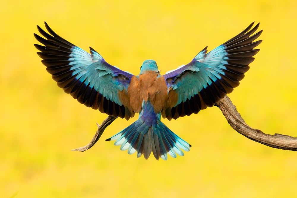 Ein schöner Rücken Foto & Bild tiere, wildlife, wild lebende