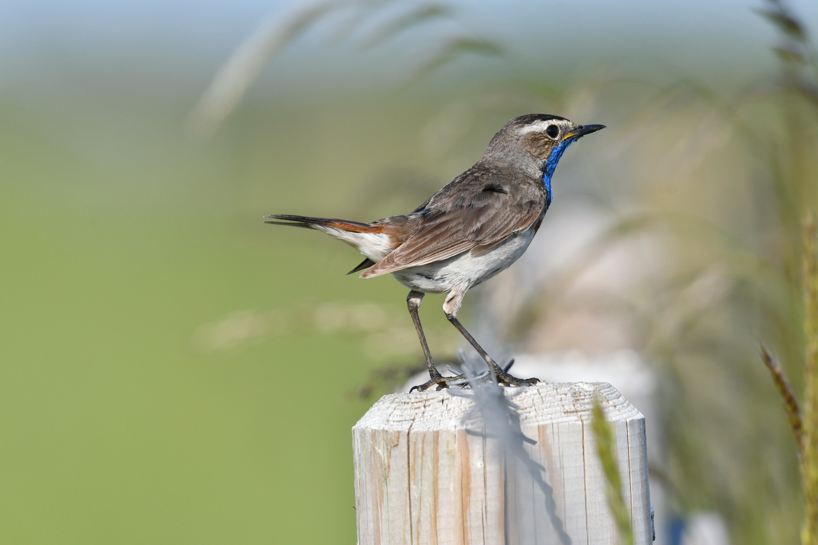 Ein schöner Rücken, Blaukehlchen Männchen.