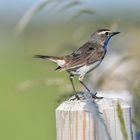 Ein schöner Rücken, Blaukehlchen Männchen.