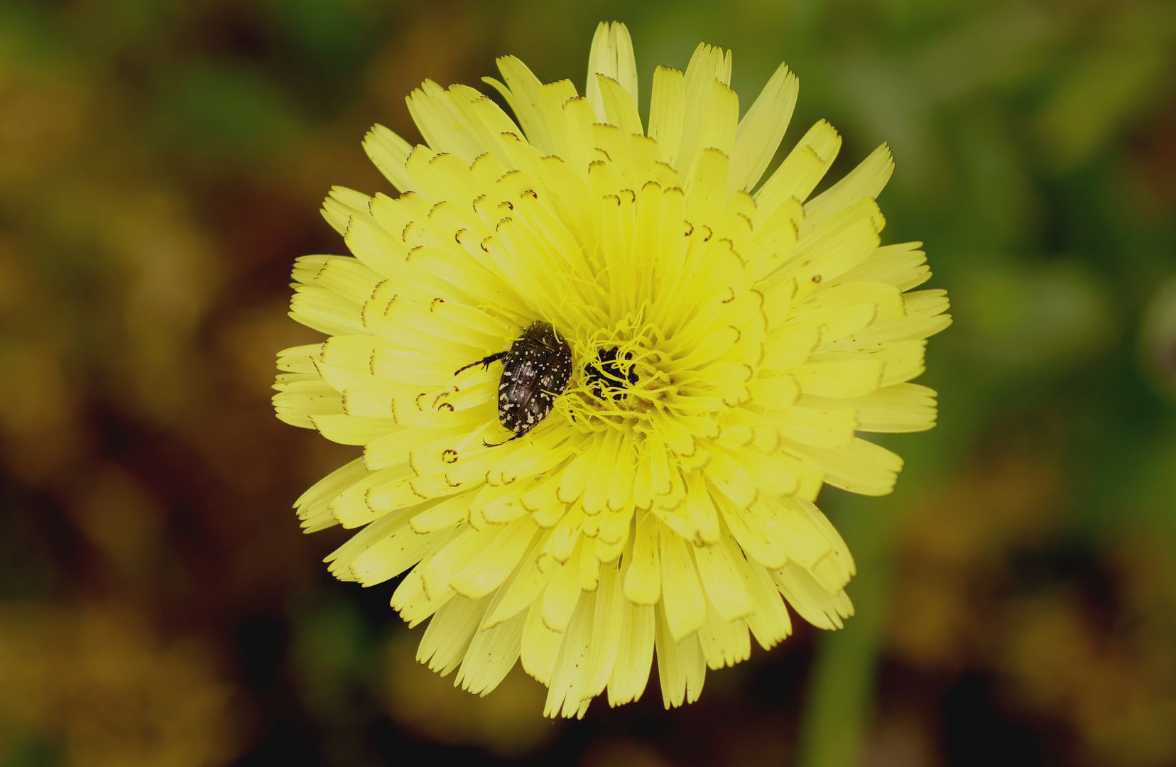 Ein schöner Rücken..... Foto & Bild tiere, wildlife, insekten Bilder