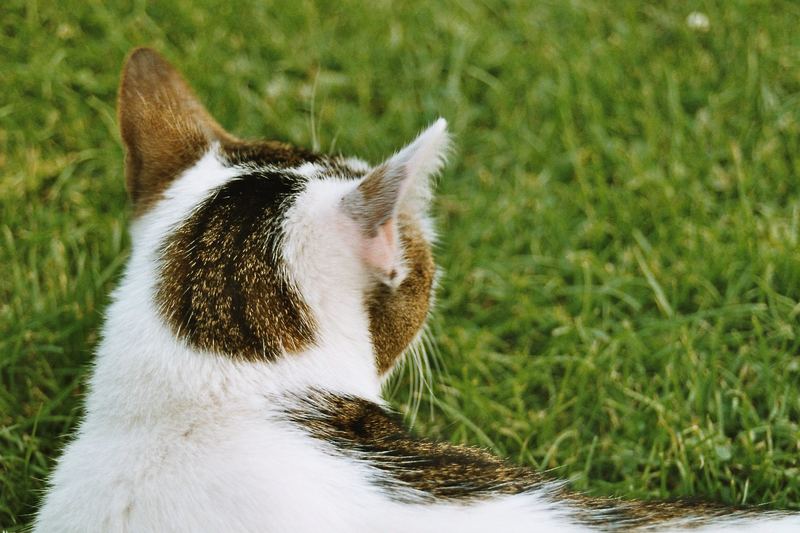 Ein schöner Rücken kann auch entzücken... Foto & Bild tiere, haustiere, katzen Bilder auf