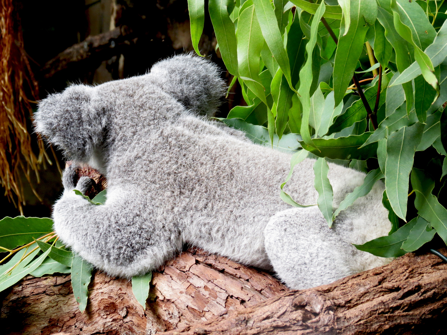 Ein schöner Rücken kann auch entzücken... Foto & Bild tiere, zoo