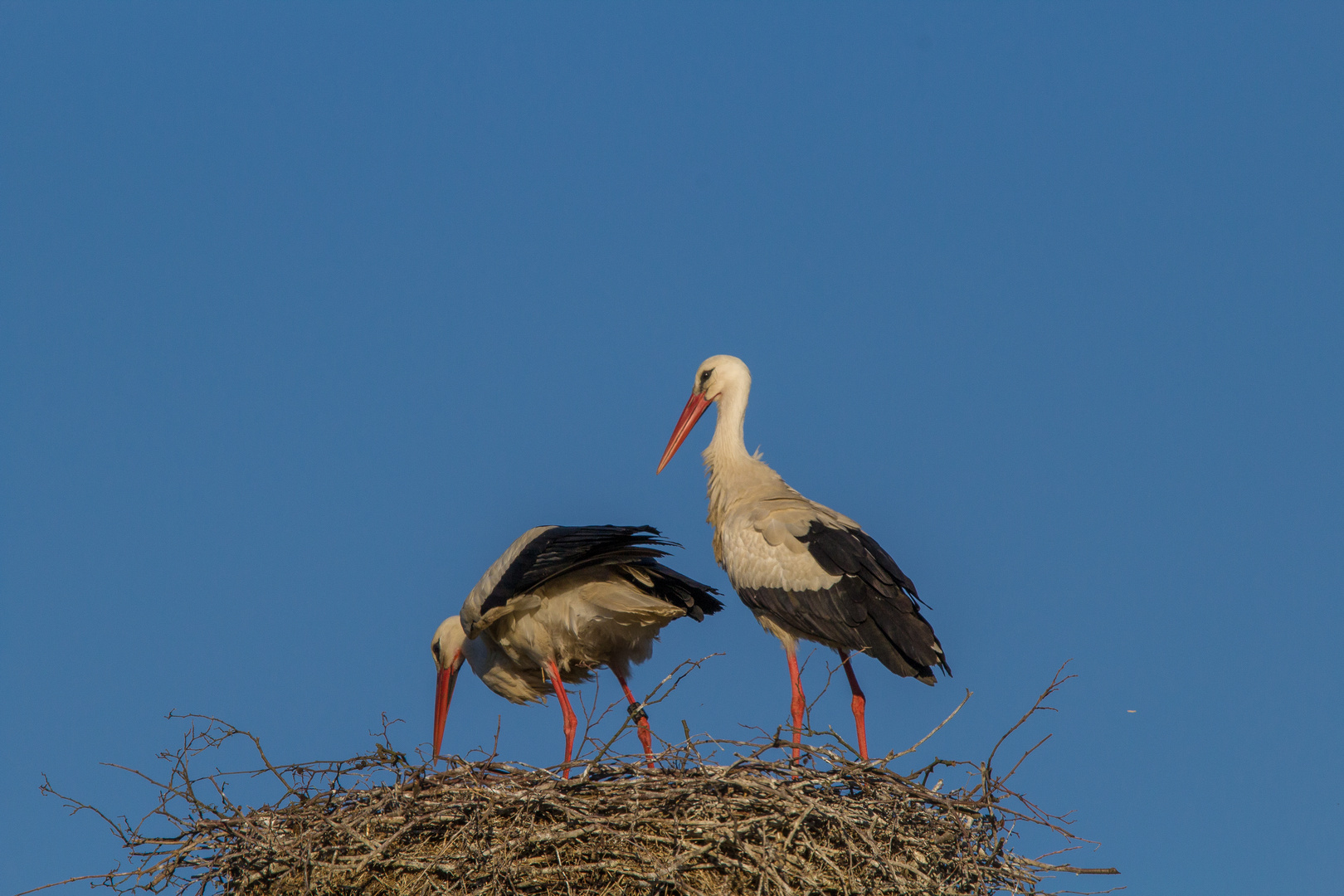 Ein schöner Rücken kann auch entzücken Foto & Bild frühling, natur