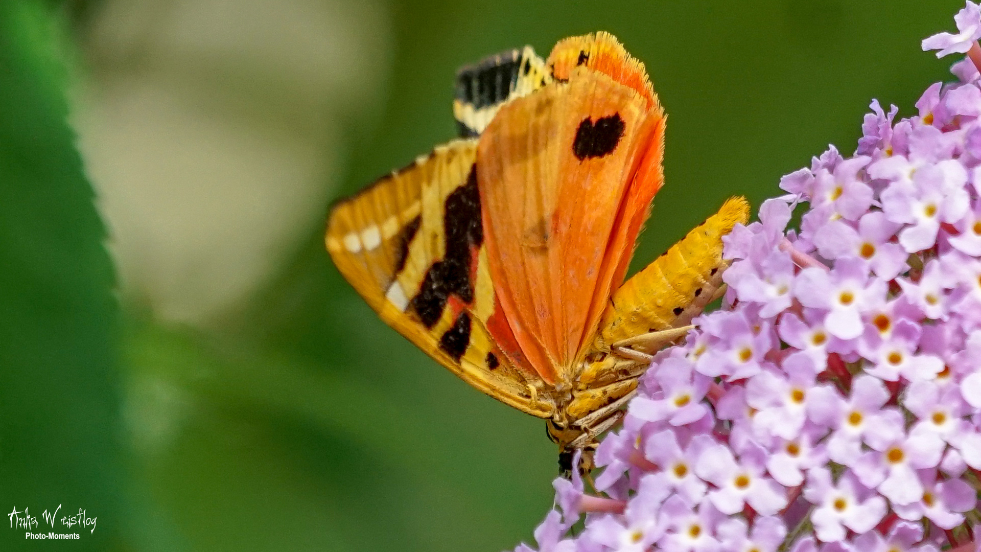 Ein schöner Rücken kann auch entzücken Foto & Bild tiere, wildlife