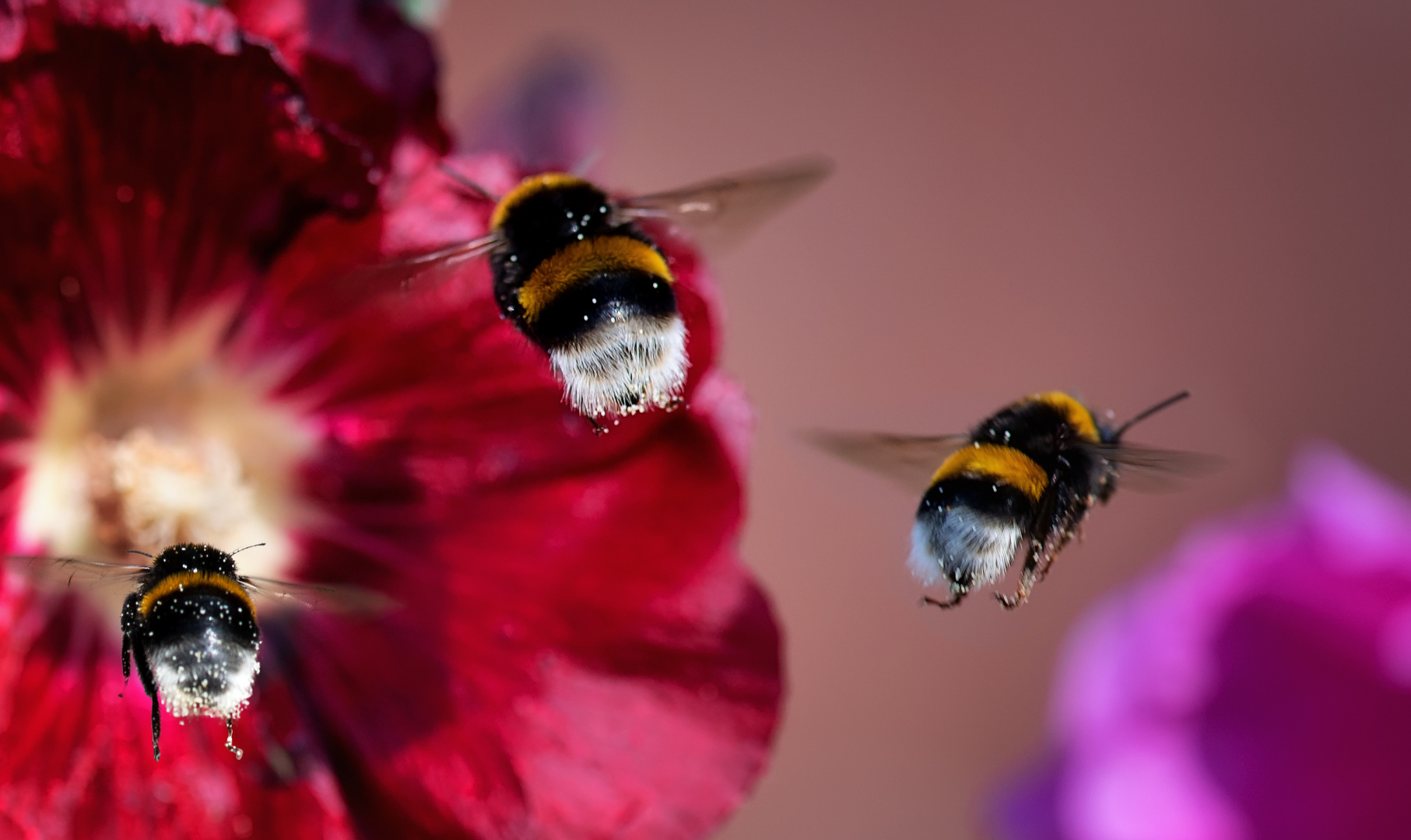 Ein schöner Rücken kann auch entzücken Foto & Bild tiere, wildlife