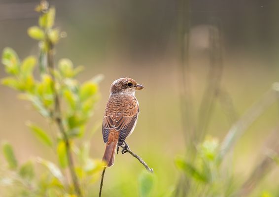 Ein schöner Rücken kann auch entzücken