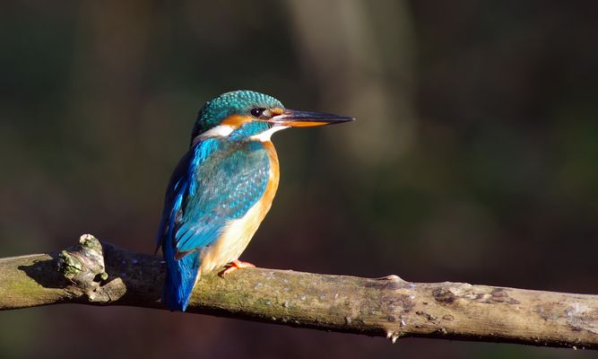 ein schöner Rücken kann auch entzücken