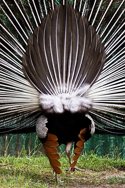 * Ein schöner Rücken kann auch entzücken * Foto & Bild tiere, zoo
