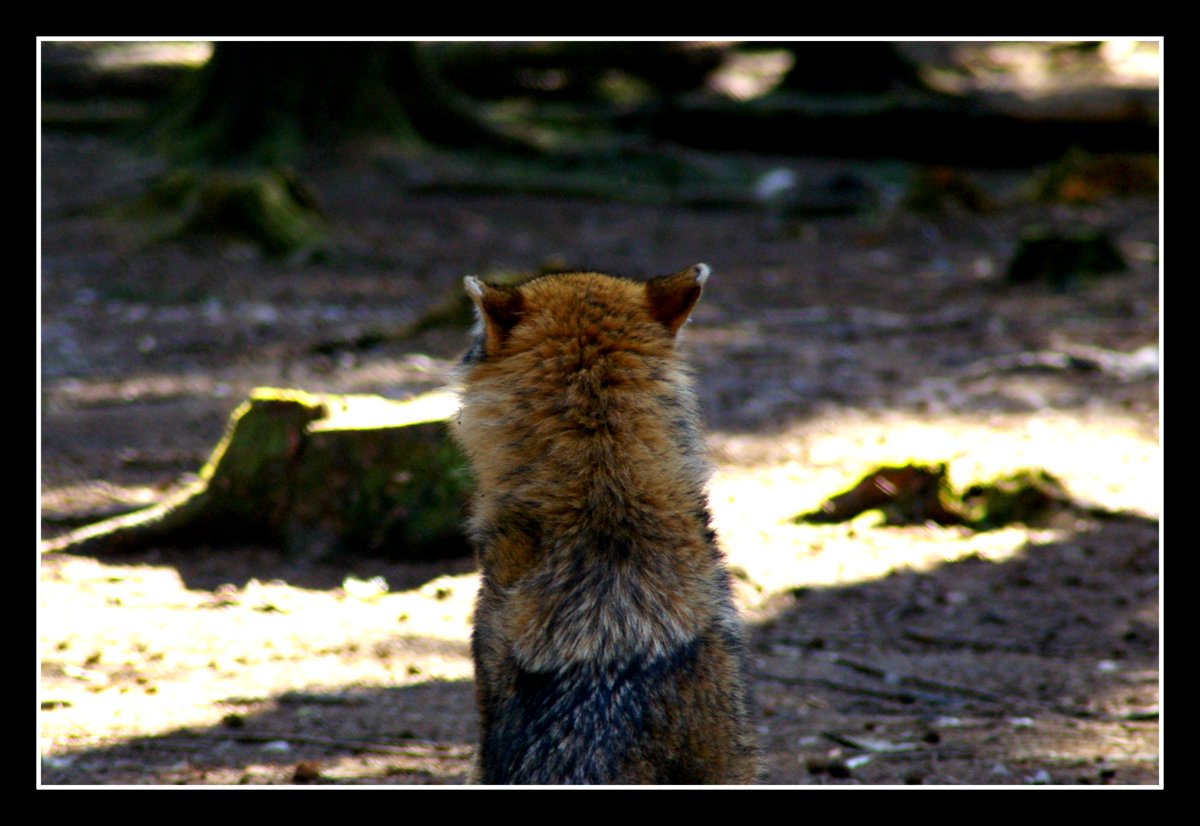 Ein schöner Rücken kann auch entzücken...! Foto & Bild natur, tiere