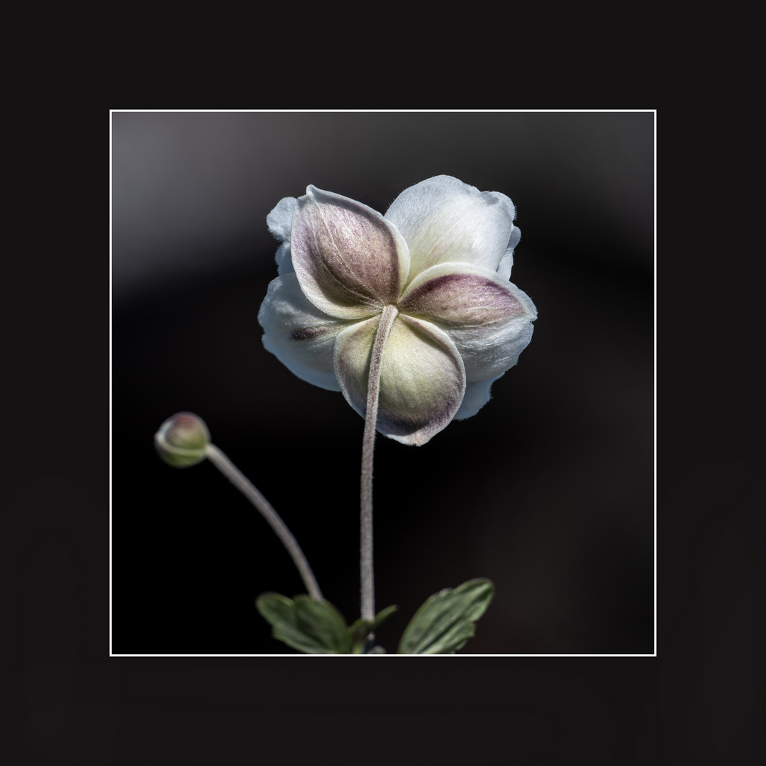 Ein schöner Rücken kann entzücken Foto & Bild blumen, fotos, natur