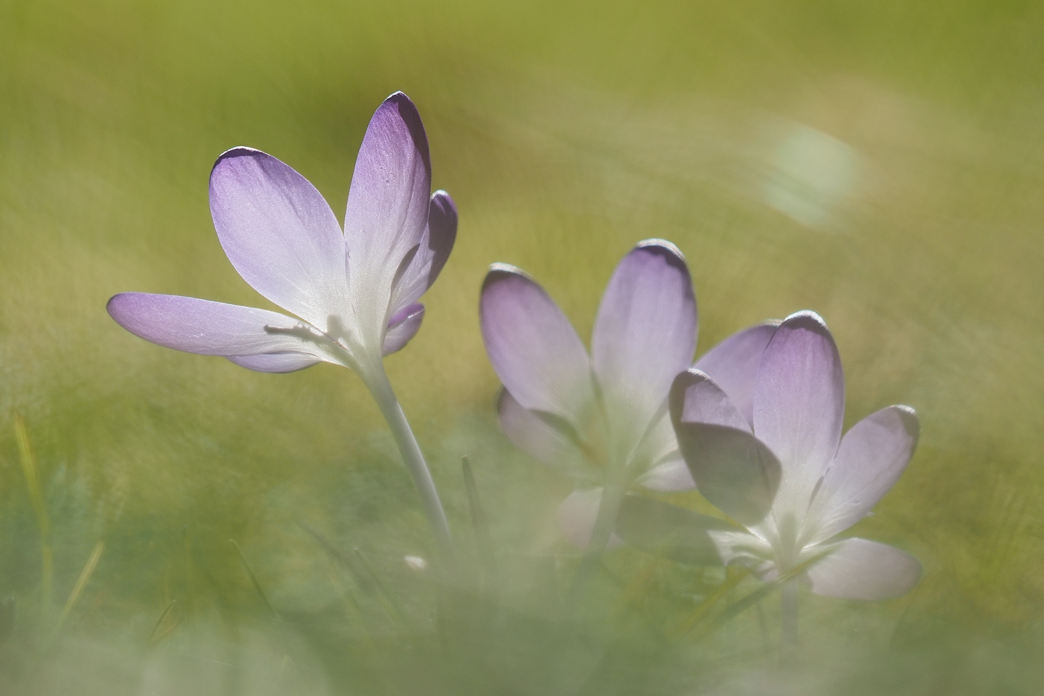 ein schöner Rücken (Krokusse im Gegenlicht)