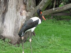 Ein schöner Sattelstorch