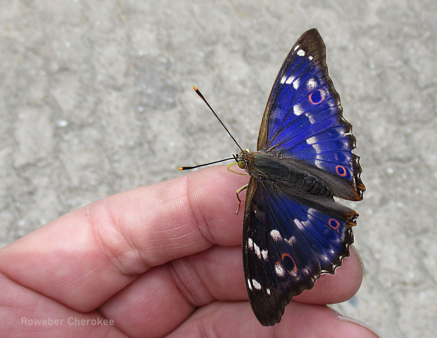 Ein schöner Schmetterling ..