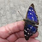 Ein schöner Schmetterling ..