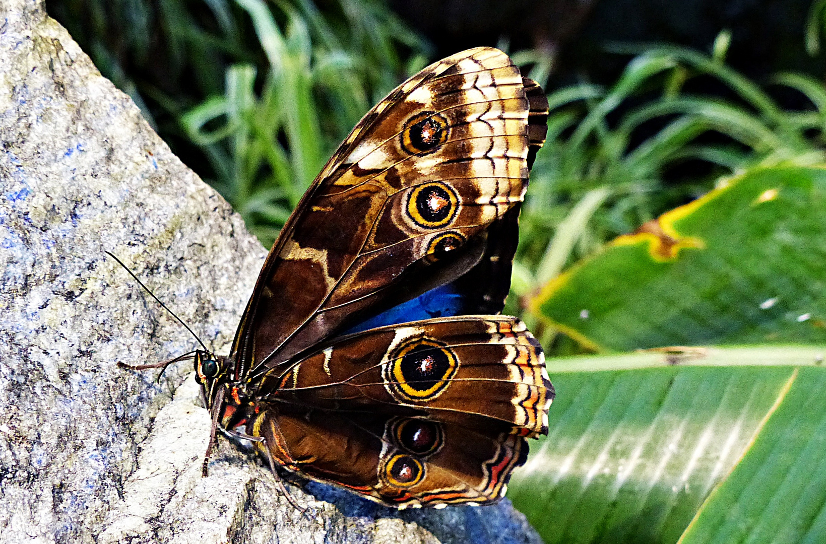 Ein schöner Schmetterling