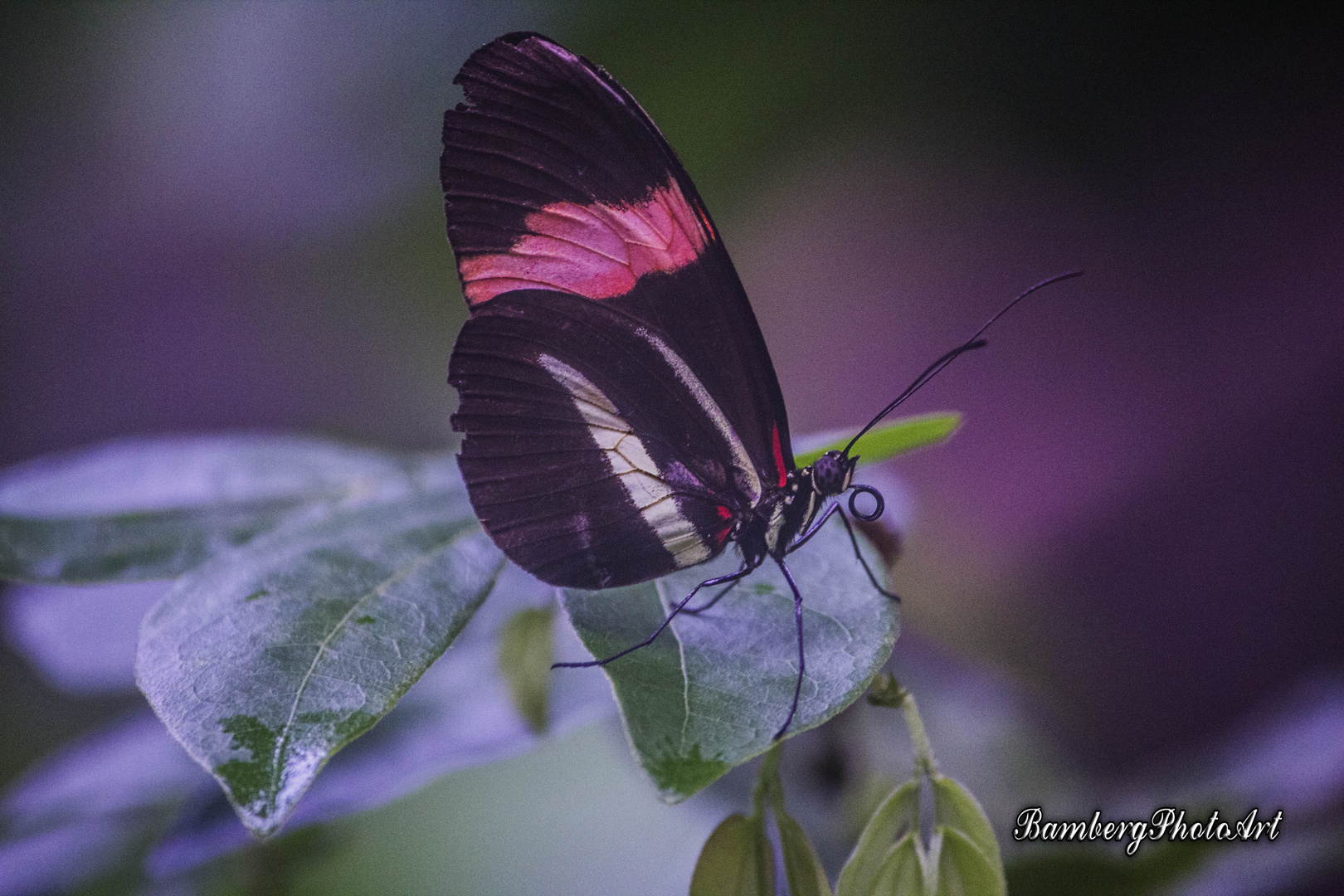 Ein schöner Schmetterling