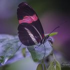Ein schöner Schmetterling