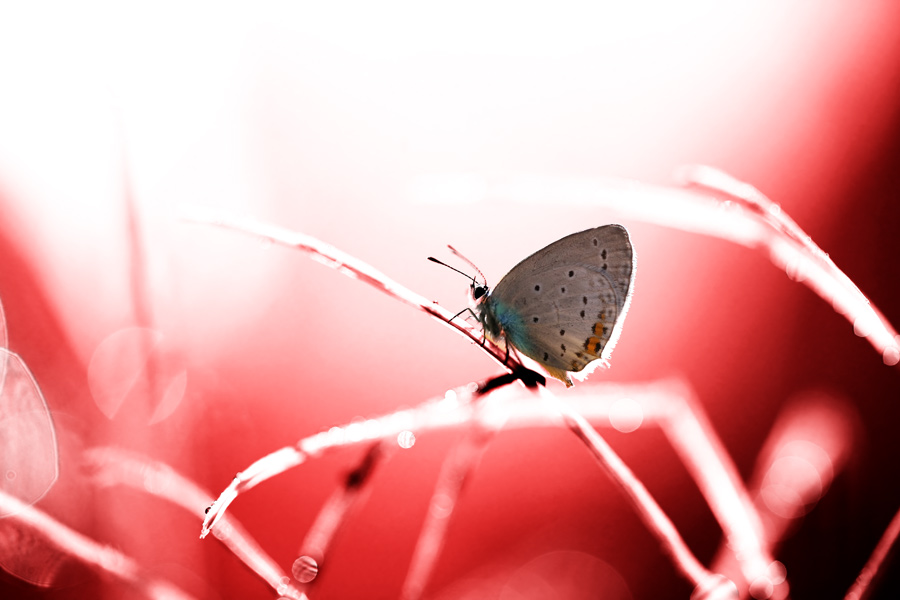 Ein schöner Schmetterling auf einem roten Hintergrund