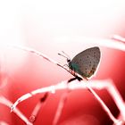 Ein schöner Schmetterling auf einem roten Hintergrund